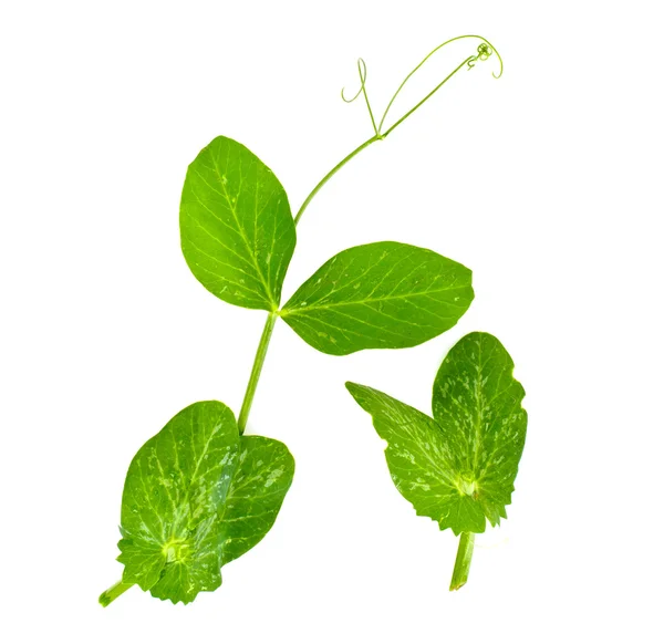 Peas Leaf Isolated on White Background — Stock Photo, Image