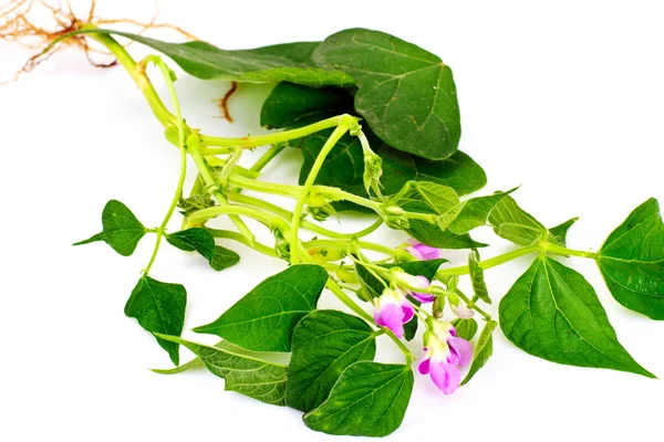 アスパラガスの豆、葉、花 — ストック写真