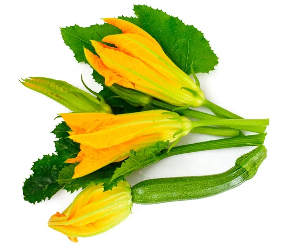 Flores de calabacín sobre un fondo blanco —  Fotos de Stock