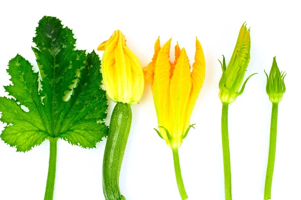 Flores de calabacín sobre un fondo blanco —  Fotos de Stock