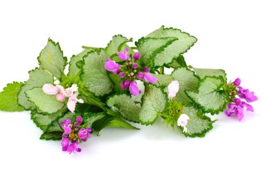 Beyaz arka plan üzerinde izole groundcover çiçek