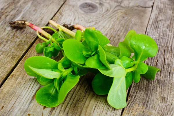 Purslane Hijau Segar — Stok Foto