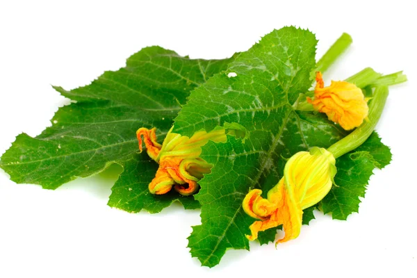 Calabacín verde fresco con hojas y flores —  Fotos de Stock