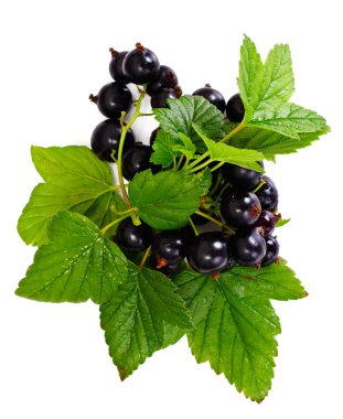 Taze sulu Blackcurrant