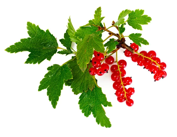 Grosellas rojas aisladas sobre blanco — Foto de Stock