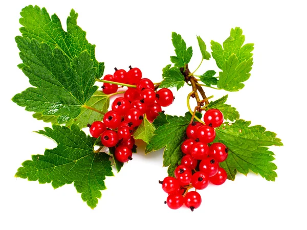 Red Currants Isolated on White — Stock Photo, Image