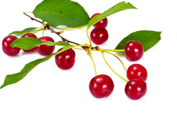 Cerezas jugosas maduras sobre fondo blanco — Foto de Stock