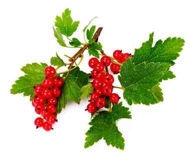 Beyaz üzümlü kırmızı üzümler