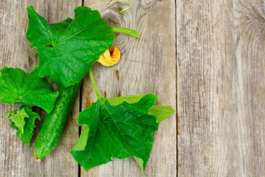 Beyaz arkaplanda taze yeşil salatalıklar izole edilmiş.