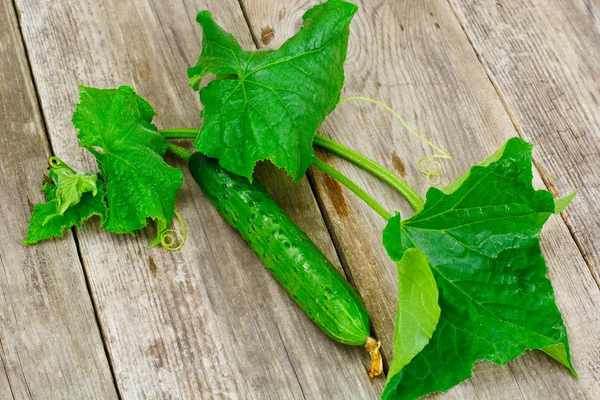 Verse groene komkommers geïsoleerd op witte achtergrond — Stockfoto