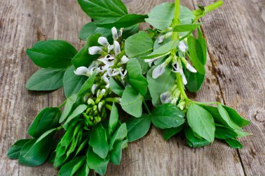 Yaprak ve çiçek Bean