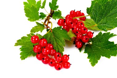 Beyaz üzümlü kırmızı üzümler