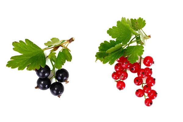 Röda och svarta vinbär isolerad på vit — Stockfoto