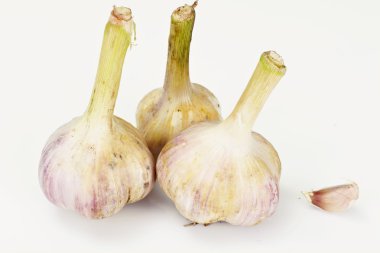 Beyaz arka planda genç bir sarımsak