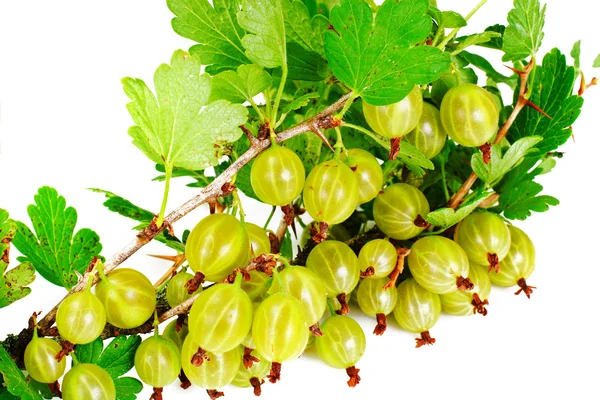 Maturare uva spina verde su sfondo bianco — Foto Stock