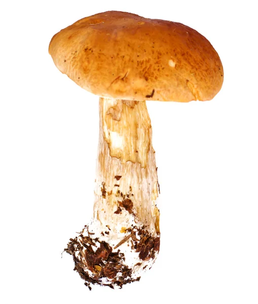 Paddestoel boletus geïsoleerd op witte achtergrond — Stockfoto