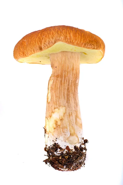 Bolet de champignon isolé sur fond blanc — Photo
