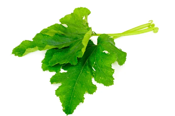 Frisches grünes Zucchiniblatt auf weißem Hintergrund — Stockfoto