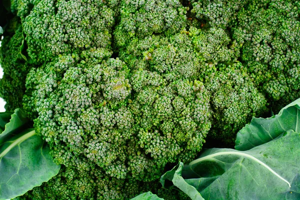 Čerstvé šťavnaté zelené brokolice na bílém pozadí — Stock fotografie