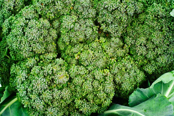 Brócolis verde suculento fresco em fundo branco — Fotografia de Stock
