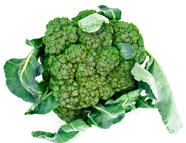 Friss lédús zöld brokkoli, fehér háttér — Stock Fotó