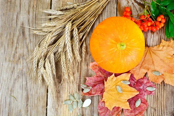 Thanksgiving Day Background with Pumpkins, Ears — Stock Photo, Image