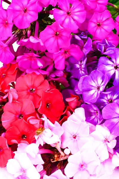 Φωτεινά και όμορφα λουλούδια Phlox — Φωτογραφία Αρχείου