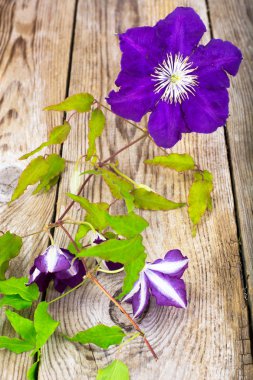 Ahşap rustik arka plan üzerinde mor akasma çiçek