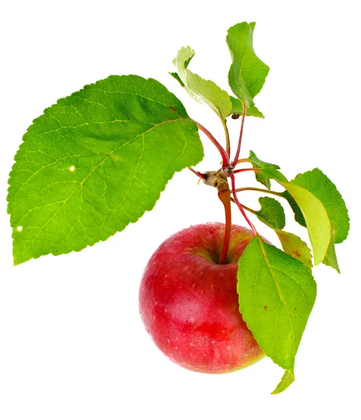 Fresh Sweet Tasty Red Apple Izolat pe fundal alb — Fotografie, imagine de stoc
