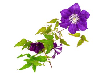 Beyaz arka plan üzerinde izole mor akasma çiçek