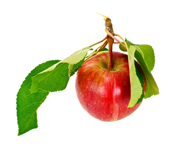 Свіже солодке смачне червоне яблуко ізольоване на білому тлі — стокове фото