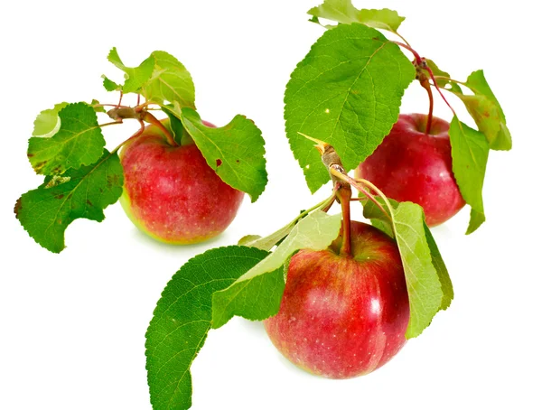 Pomme rouge fraîche et sucrée isolée sur fond blanc — Photo