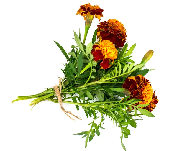 Tagetes Blumen Studio Foto isoliert — Stockfoto