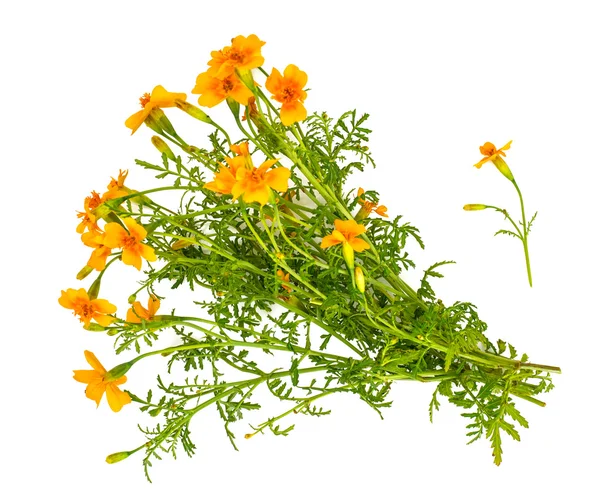 Tagetes Цветы на белом фоне — стоковое фото