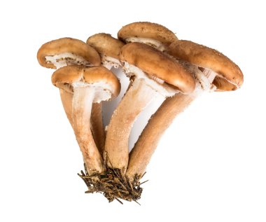 Yabani mantar Armillaria, bal Agaric