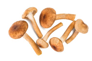 Yabani mantar Armillaria, bal Agaric