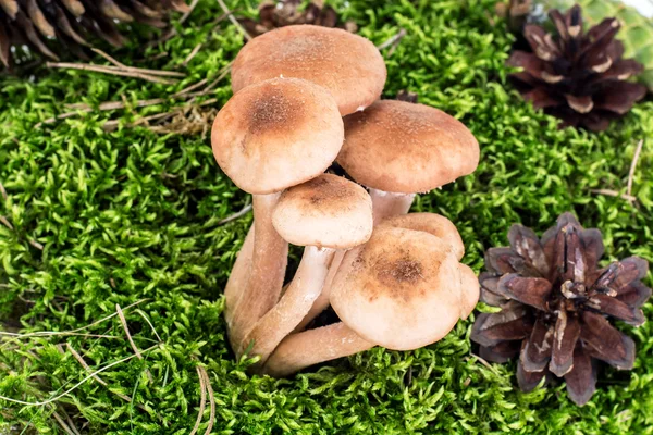 Champignons sauvages Armillaria, Miel agarique sur fond vert naturel — Photo