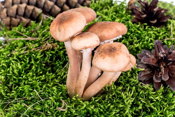 Champignons sauvages Armillaria, Miel agarique sur fond vert naturel — Photo