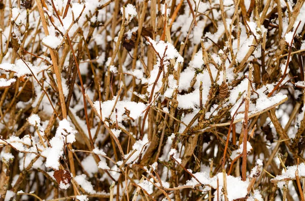 Des Plantes Jardin Buissons Conifères Sous Neige Hiver — Photo