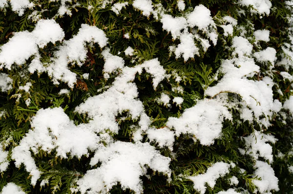 Садові Рослини Кущі Хвойні Рослини Під Снігом Взимку — стокове фото