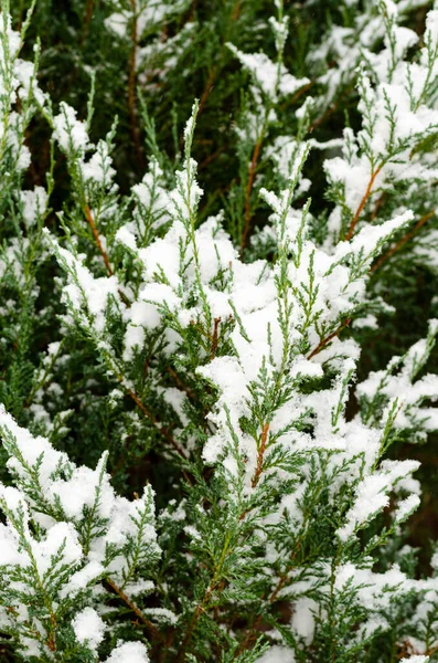 Plantas Jardín Arbustos Coníferas Bajo Nieve Invierno — Foto de Stock