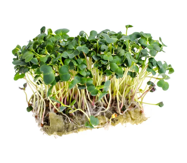 Microgreens Growing Seeds Home Studio Photo — Stock Photo, Image