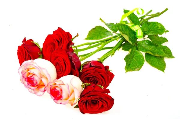 Ciemnoczerwone Róże Odizolowane Białym Tle Studio Zdjęcie — Zdjęcie stockowe