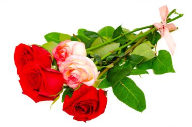 Beyaz arka planda koyu kırmızı güller. Stüdyo Fotoğrafı