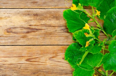 Yeşil yapraklı kökler ve ahşap arka planda küçük salatalıklar. Stüdyo Fotoğrafı