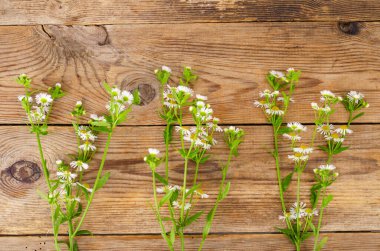 Küçük beyaz sonbahar papatyalarından bir buket. Stüdyo Fotoğrafı