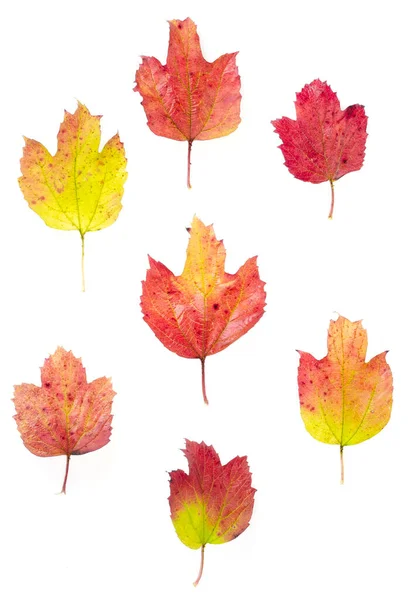 Viburnum Podzimní Listy Červenožluté Barvy Studio Photo — Stock fotografie