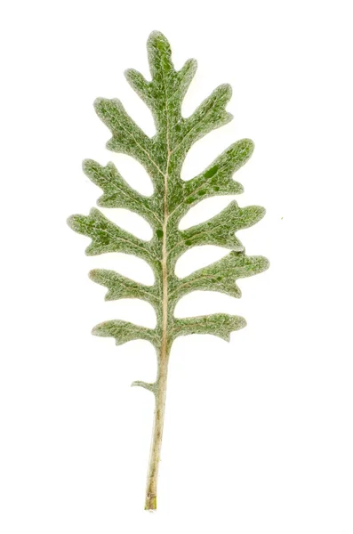 Graugrüne Blätter Von Cinneraria Isoliert Auf Weißem Hintergrund Studioaufnahme — Stockfoto
