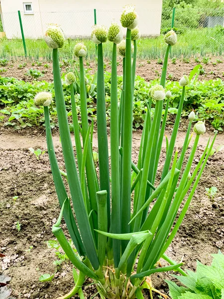 Green Onions Inflorescences Growing Ground — Stock Photo, Image