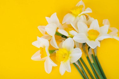 Parlak sarı arkaplanda nergis çiçekleri. Stüdyo Fotoğrafı